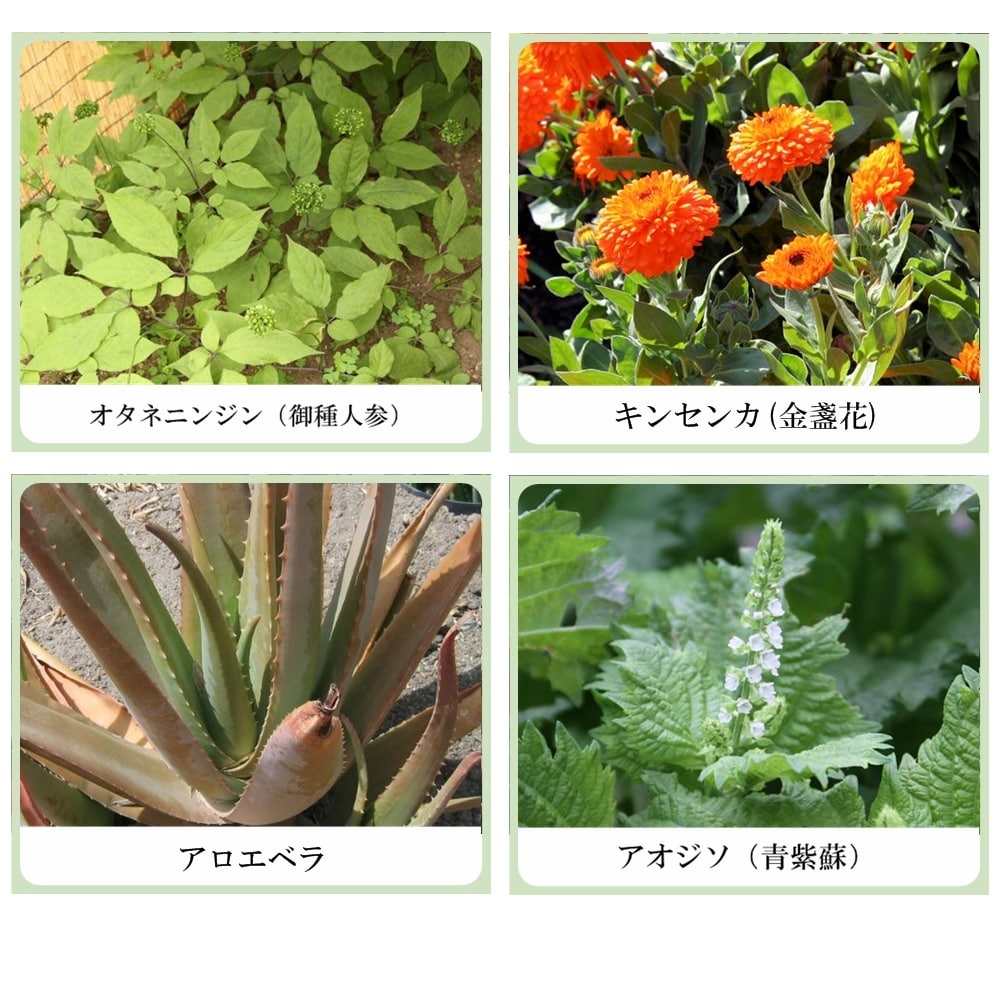 草根木花 ハーブ フェイシャルウオッシュ(ヒアルロン酸配合洗顔フォーム)