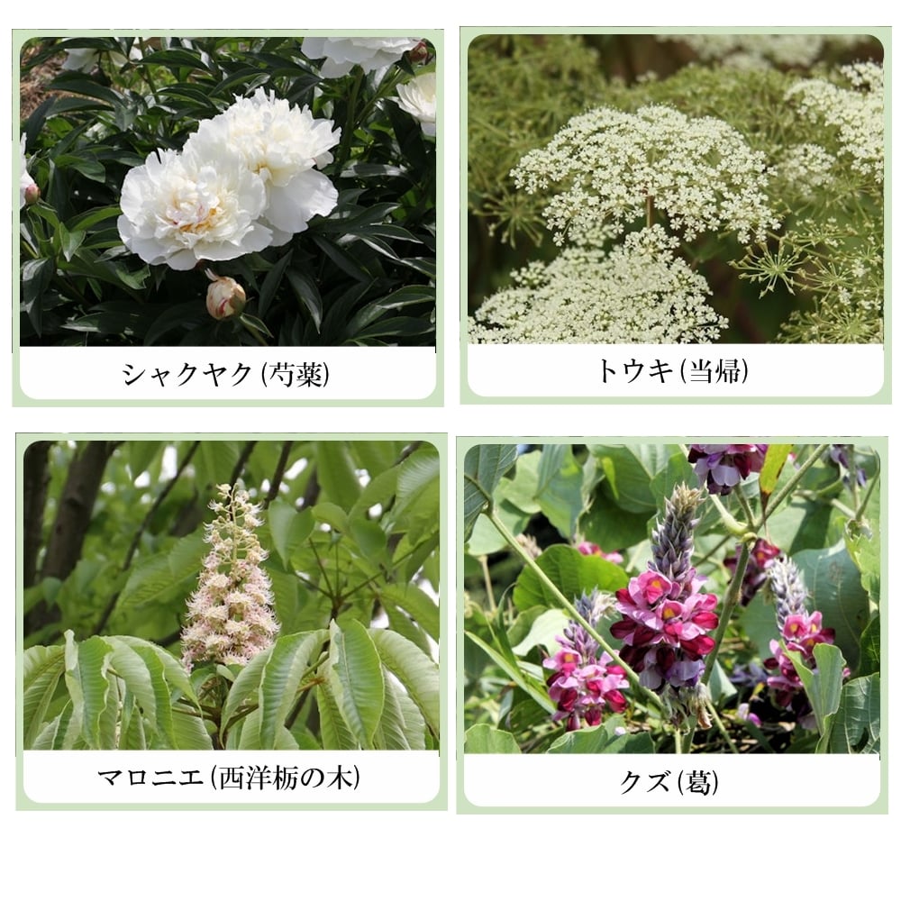 草根木花 ハーブ フェイシャルウオッシュ(ヒアルロン酸配合洗顔フォーム)