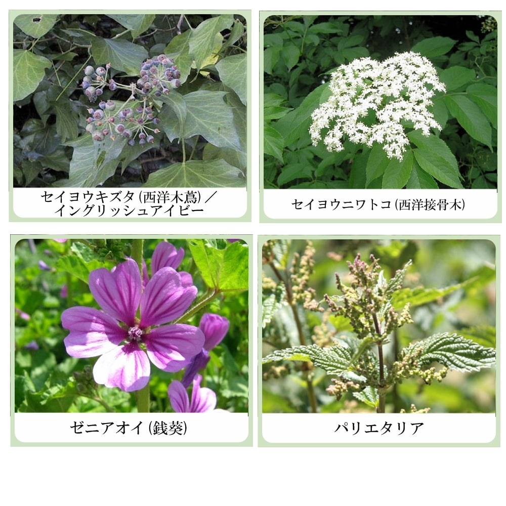 草根木花 ハーブ ミルキーローション No.2（紫根乳液・紫根化粧品）