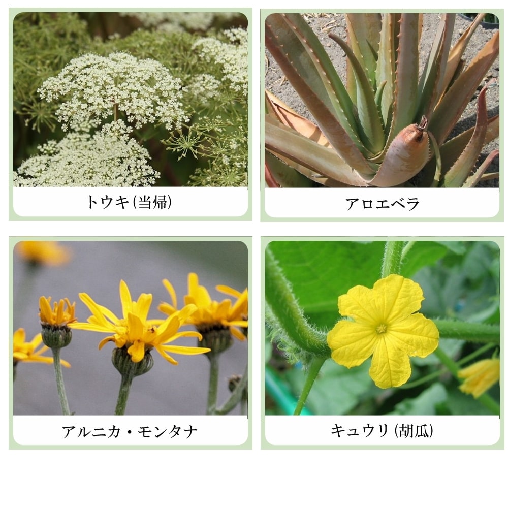 草根木花 ハーブ ミルキーローション No.2（紫根乳液・紫根化粧品）